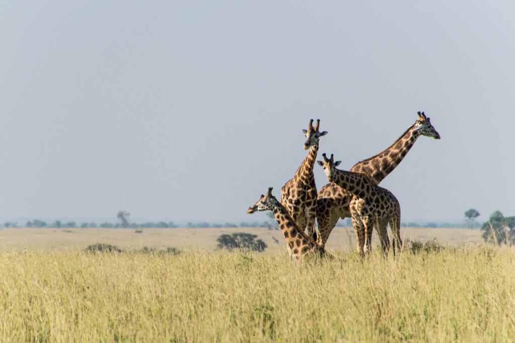 Giraffen in Murchison Falls, Uganda